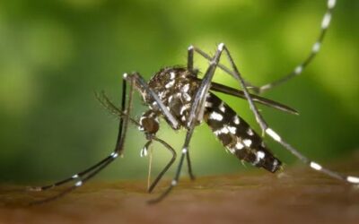 Enquête entomologique et traitement suite à un cas confirmé de maladie vectorielle a Sausset-les-Pins