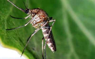 Pourquoi y a-t-il plus de moustiques en ce moment ?